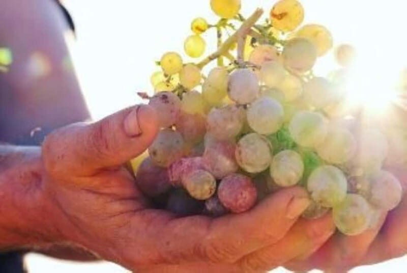 Mallorca: Sunset Wine Tasting Minibus Bodega Tour - Key Points