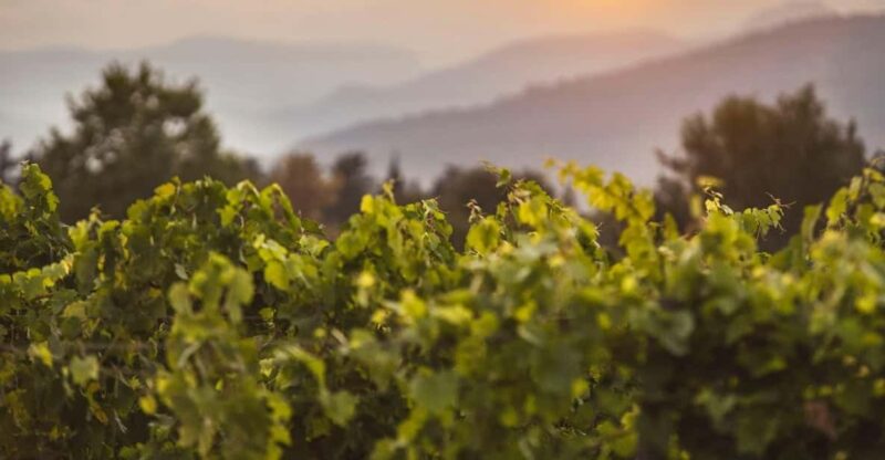 Mallorca: Sunset Wine Tasting Minibus Tour - ENGLISH GUIDE - Bodega Visit