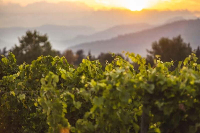 Mallorca: Sunset Wine Tasting Minibus Tour - GERMAN GUIDE - Itinerary