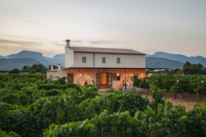 Mallorca: Sunset Wine Tasting Minibus Tour - GERMAN GUIDE - Wine Tasting and Gastronomy