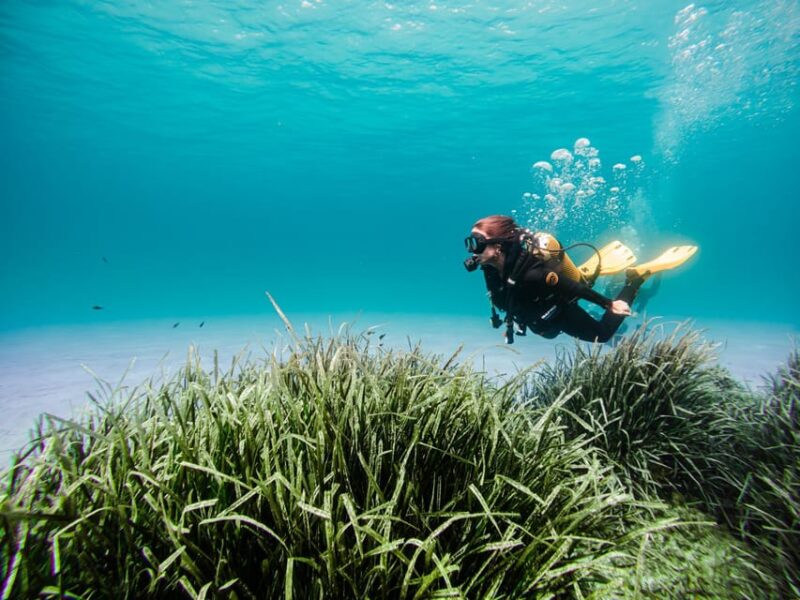 Mallorca: Try Scuba Diving by Boat - Discovering the Marine Life of Mallorca