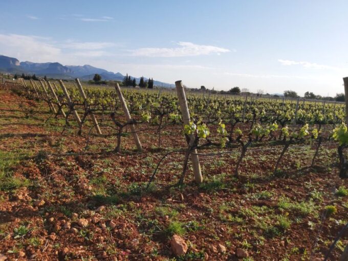 Mallorca: Wine Cellar Tour XL - 3 Wine Tastings Including GERMAN - Mallorcas Wineries and Vineyards