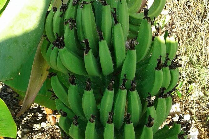 Mamma Gal Native Experience - Authentic Bahamas: A Deep Dive into the Mamma Gal Native Experience