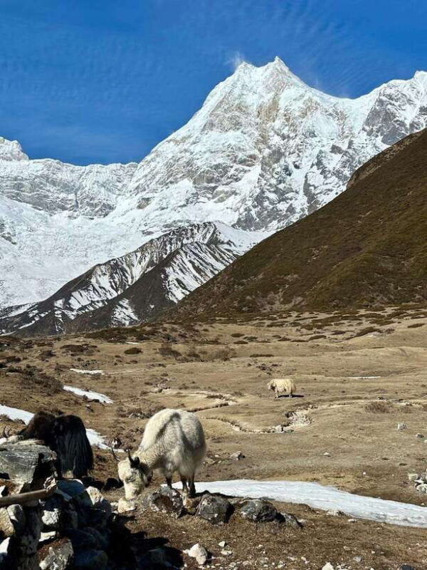 Manaslu Circuit Trek with Larkya La Pass - Hidden Gems - More Remote Villages & Dramatic Gorges