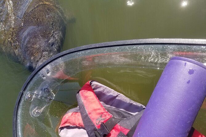 Manatee And Dolphin Tour - Key Points