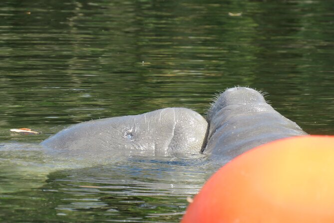 Manatee Discovery Kayak Tour for Small Groups Near Orlando - Seasonal Highlights