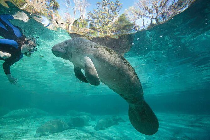 Manatee Magic Private 3 Hour Swim Heated Boat with Restroom - The Sum Up: Is It Worth It?