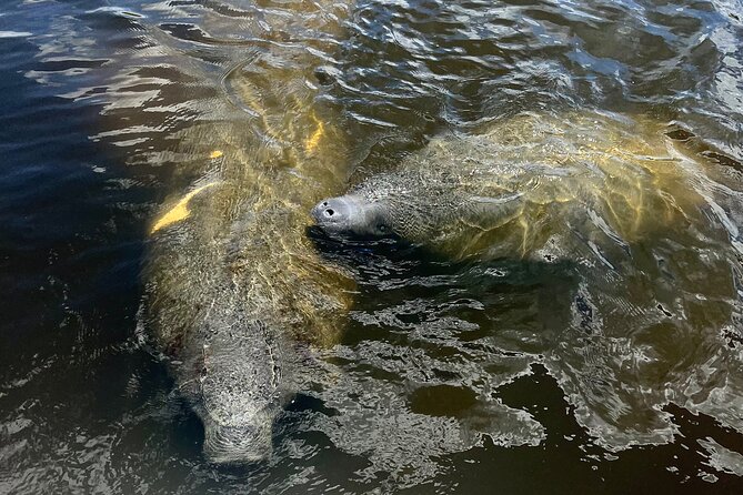 Manatee Sightseeing and Wildlife Boat Tour - Customer Reviews