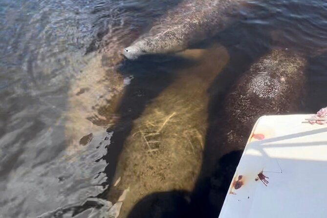 Manatee Sightseeing and Wildlife Boat Tour - Booking Details