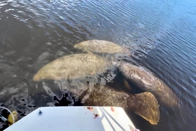 Manatee Sightseeing and Wildlife Boat Tour - Accessibility and Capacity