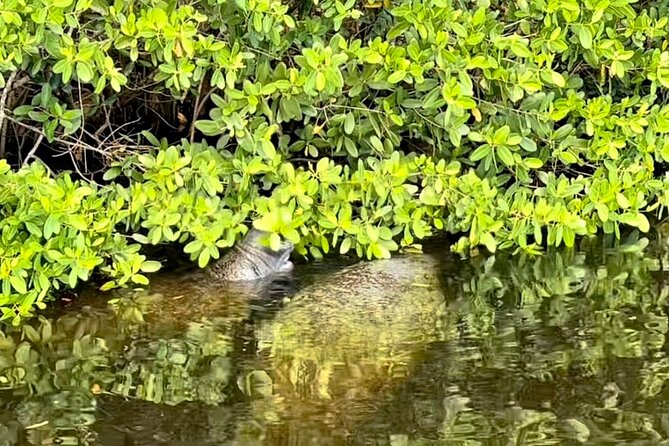 Manatee Sightseeing and Wildlife Boat Tour - Recap