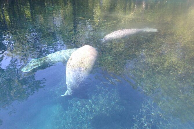 Manatee Springs Adventure Tour - FAQ About the Manatee Springs Adventure Tour