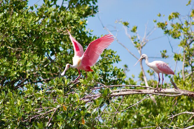 Manatees and Mangrove Tunnels Small Group Kayak Tour - Pricing and Lowest Price Guarantee