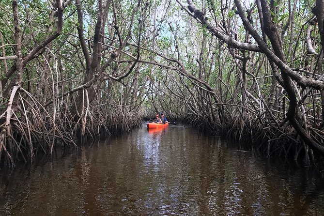 Manatees and Mangrove Tunnels Small Group Kayak Tour - Guest Reviews and Testimonials
