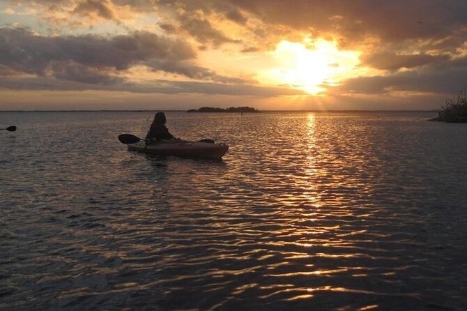 Manatees/Sunset/Bioluminescence Tour - Wildlife Encounters