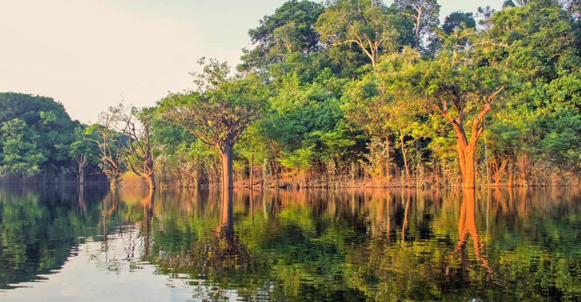 Manaus: Amazon Jungle Half-Day Walking Tour - Overview of the Tour
