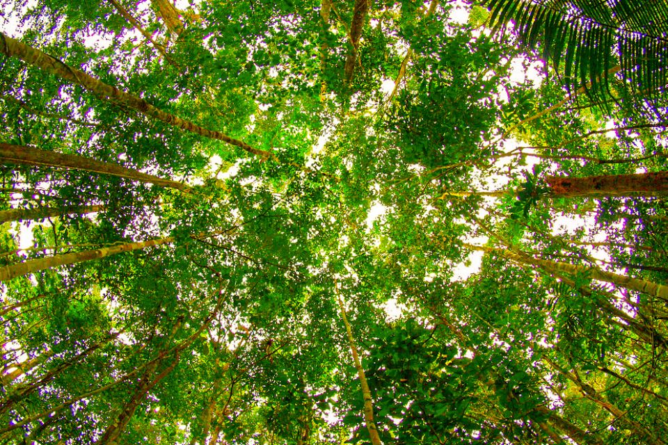 Manaus: Amazon Jungle Half-Day Walking Tour - Tour Highlights