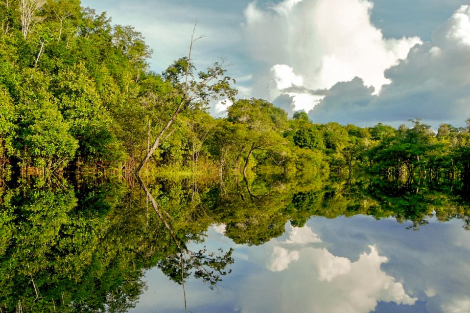 Manaus: Amazon Jungle Half-Day Walking Tour - Booking and Reservations