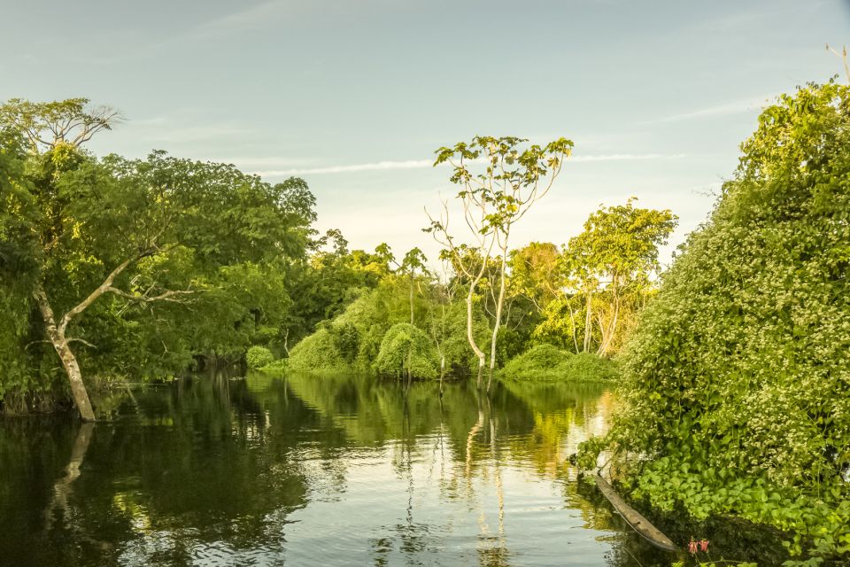Manaus: Amazon Jungle Half-Day Walking Tour - Important Tour Information