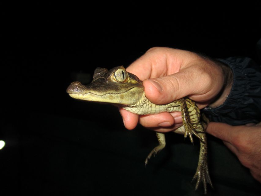 Manaus: Amazon Jungle Tour With Alligator Night Watch - What to Expect