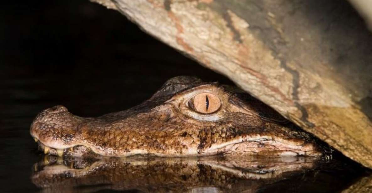 Manaus: Amazon Jungle Tour With Alligator Night Watch - Safety Measures