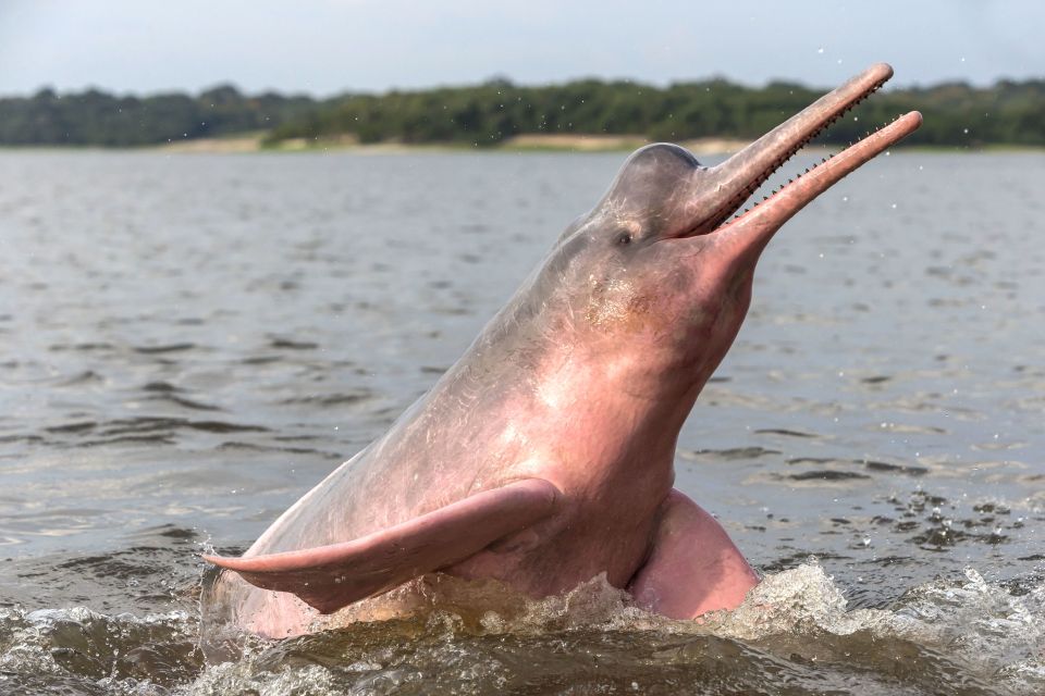 Manaus: Guided Amazon Dolphins Day Trip With Boat and Pickup - Highlights of the Experience