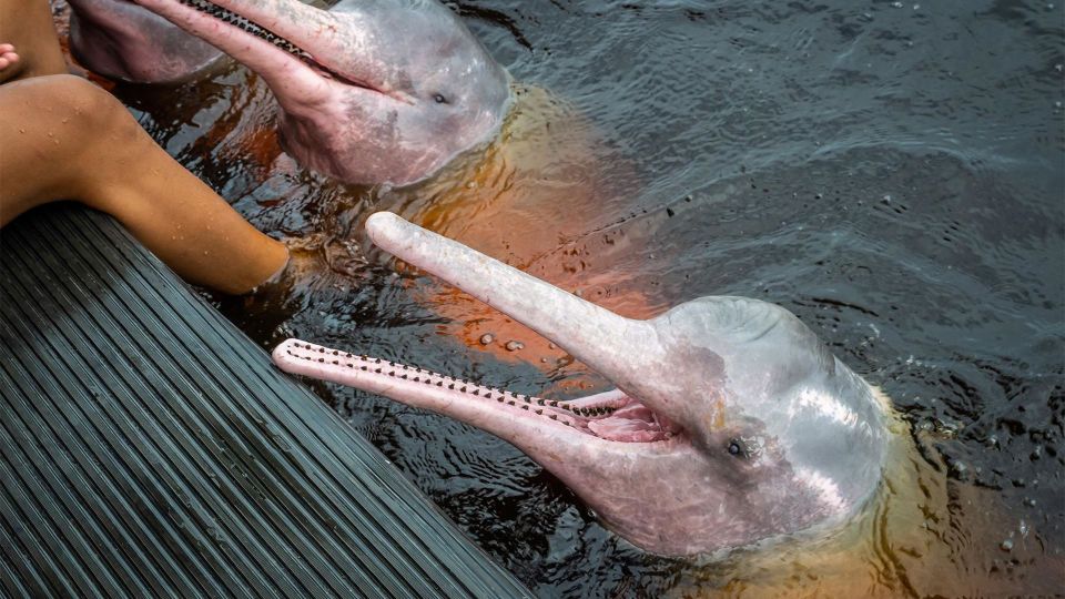 Manaus: Guided Amazon Dolphins Day Trip With Boat and Pickup - Booking Your Adventure