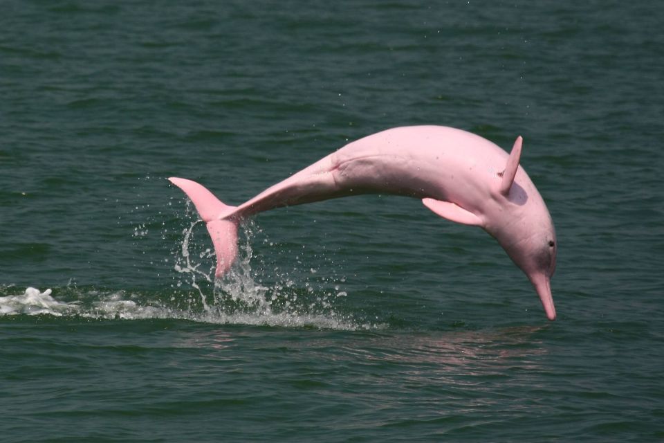 Manaus: Guided Amazon Dolphins Day Trip With Boat and Pickup - Frequently Asked Questions
