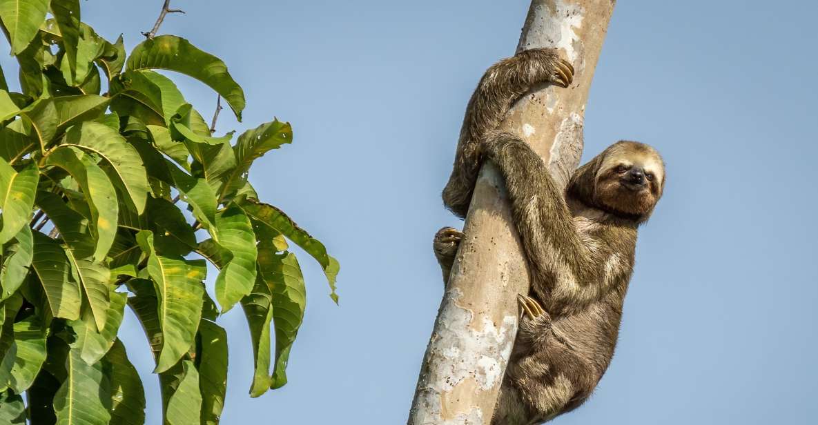 Manaus: Multi-Day Amazon Trip at Tapiri Floating Lodge - Key Points
