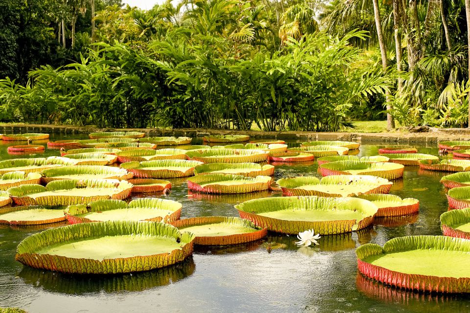 Manaus: MUSA and INPA Museums With Observation Tower Tour - Booking and Cancellation Policy