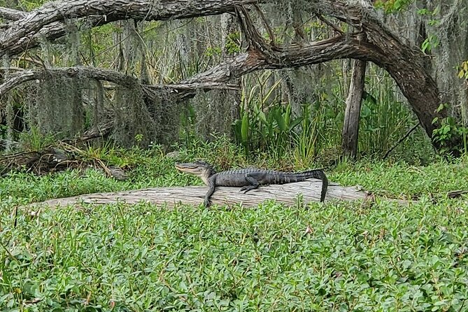 Manchac Swamp Kayak Small-Group Tour - Frequently Asked Questions