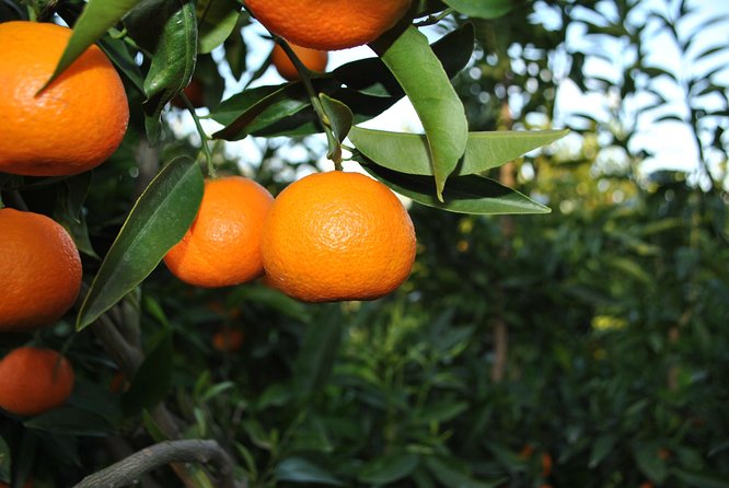 Mandarina Farming Tour With Food and Drink Tasting in Albania - Good To Know