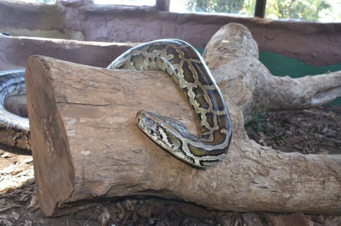 Mandela Capture Site Howick Falls & PheZulu Village Day Trip - Reptile Park Encounter
