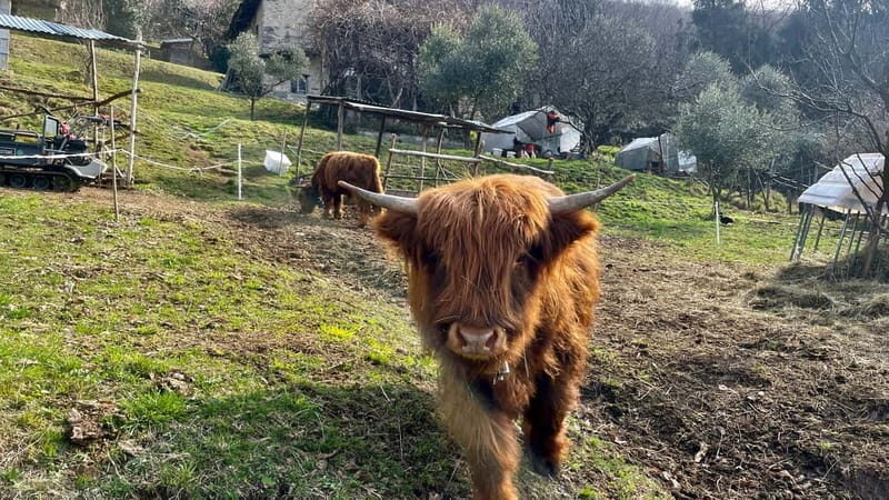 Mandello del Lario: Hike across hills and quaint hamlets - Key Points