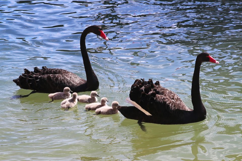 Mandurah: Dolphin and Views Cruise With Optional Lunch - Inclusions