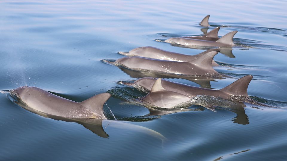 Mandurah: Dolphin and Views Cruise With Optional Lunch - Important Information