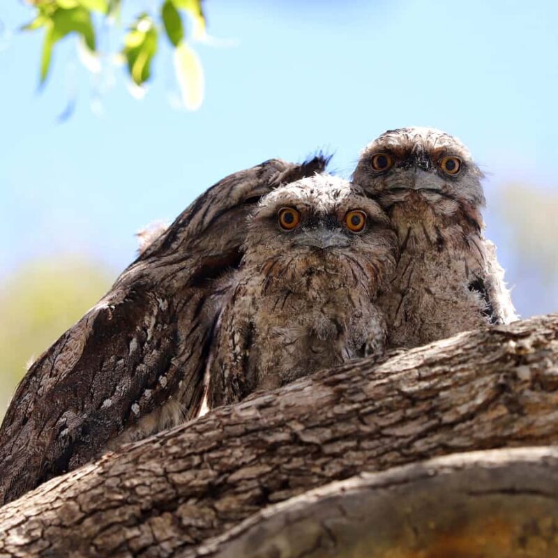 Mandurah: Murray River Lunch Cruise - An In-Depth Look at the Murray River Lunch Cruise