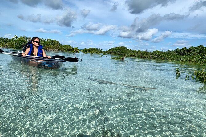 Mangrove Clear Kayak Tour - Introduction