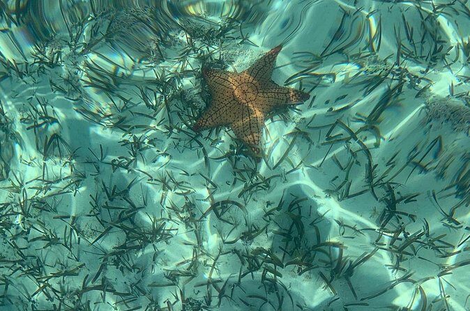 Mangrove Clear Kayak Tour - Authentic Experiences Mentioned in Reviews