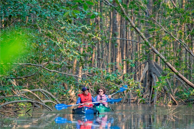 Mangrove Forest Kayak Exploration - Key Points