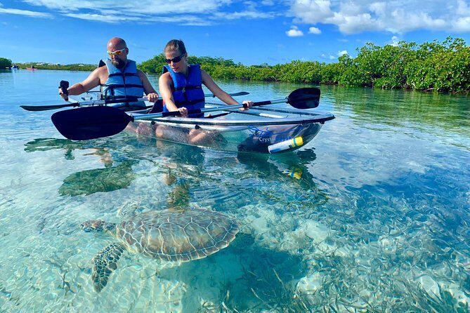 Mangrove & Iguana Clear Kayak Tour - Who is this tour perfect for?  