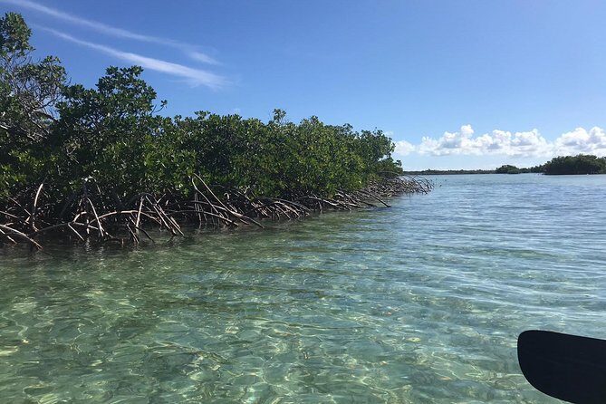 Mangrove & Iguana Clear Kayak Tour - Key Points