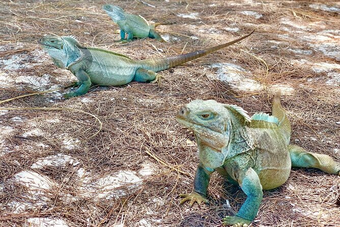 Mangrove & Iguana Clear Kayak Tour - Trip Overview