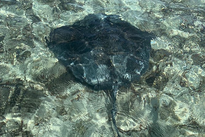 Mangrove & Iguana Clear Kayak Tour - Tour Details