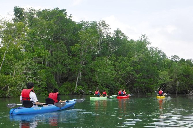 Mangrove Kayaking Adventure in Singapore - Wildlife Sightings on the Tour
