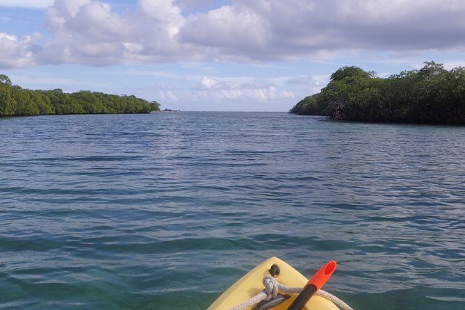 Mangrove Lagoon Kayak Rental in St Thomas - The Cost and Value