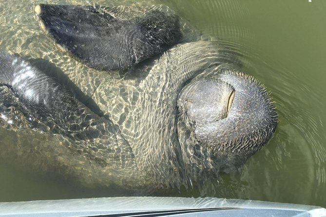 Mangrove Tunnel, Manatee and Dolphin Kayak Tour of Cocoa Beach - Booking Information
