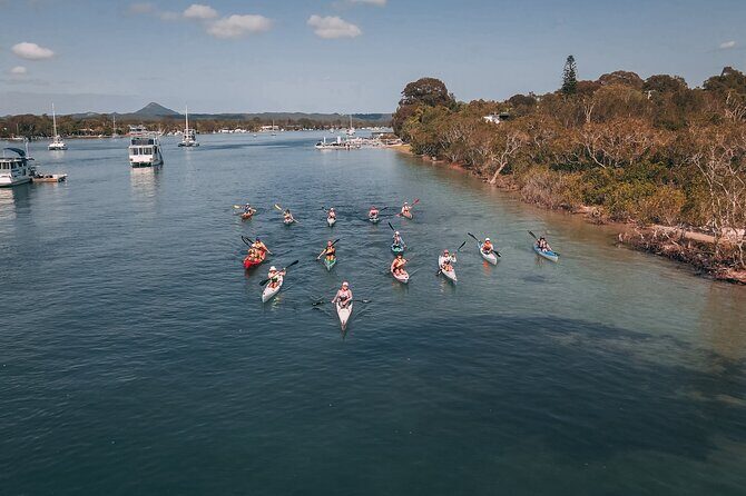 Mangroves and Mansions Guided Kayak Tour on the Noosa River - An In-Depth Look at the Kayak Tour
