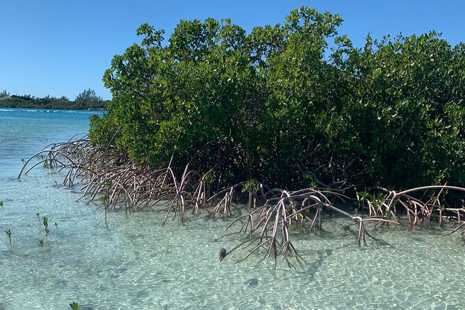 Mangroves Kayak Tour - Accessibility Features