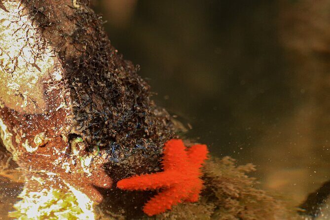Mangroves Kayaking Tour from Cancun - Who Should Consider This Tour?